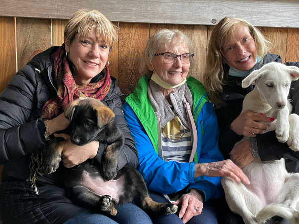 Elite Cruises Alaska Sled Dog Puppies Elite Cruises Alaska Sled Dog Puppies