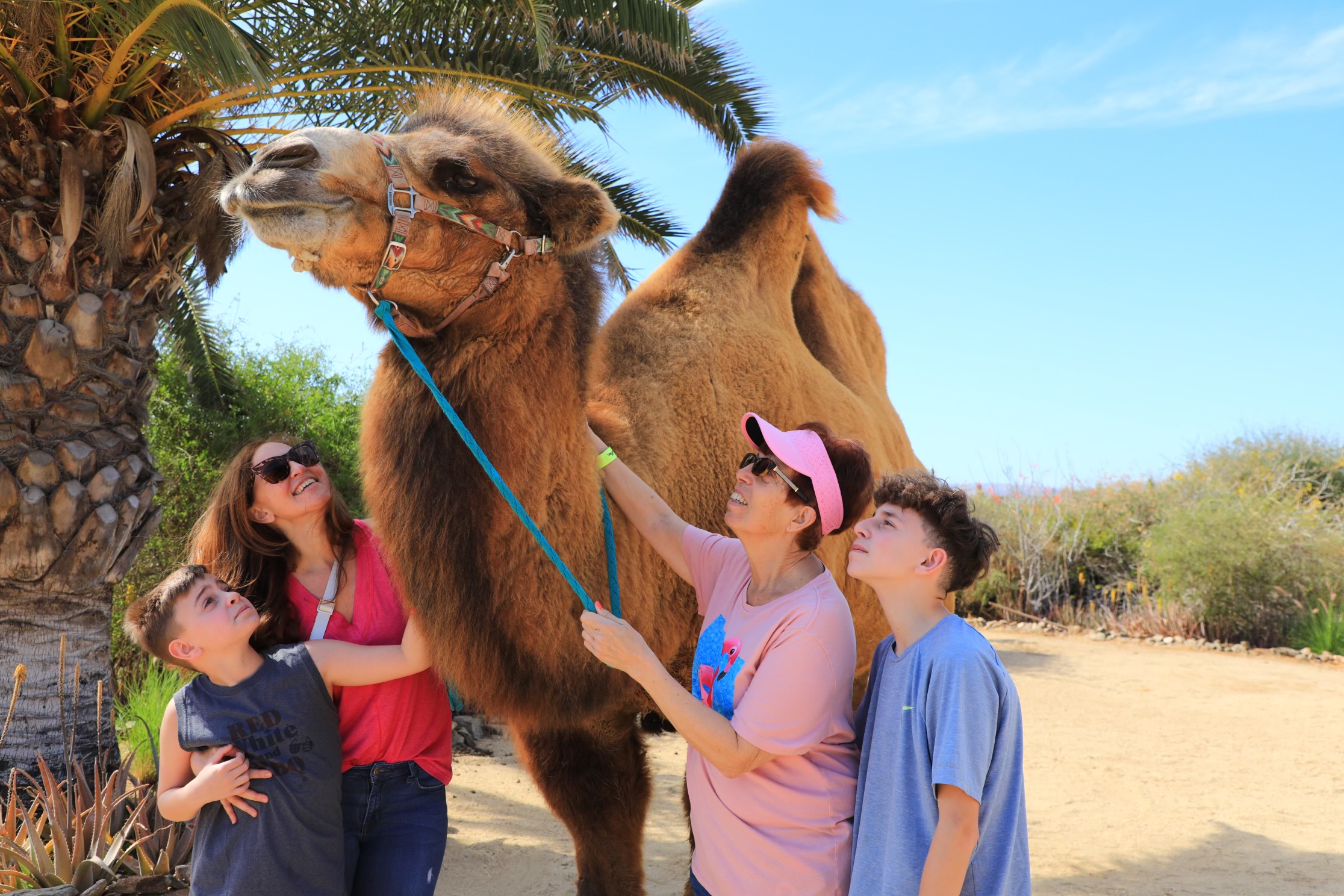 Elite Cruises Cabo Camels